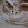 Brachial Hoody "Not Average" grau